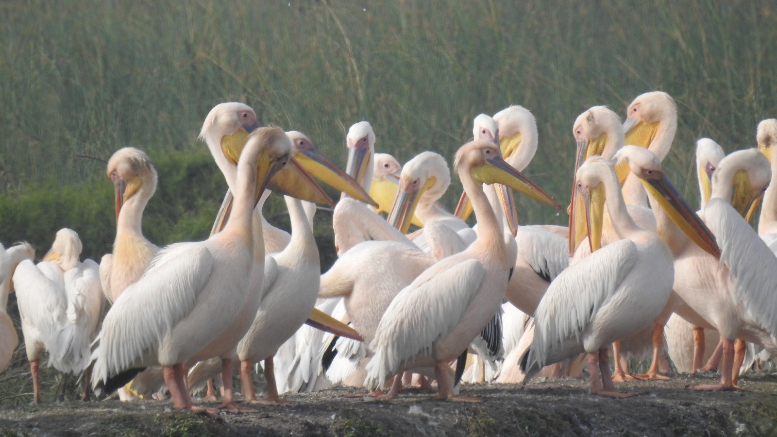 BNHS to take part in Asian Waterbird Census