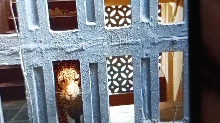 Leopard enters housing society in Thane district; 3 injured 