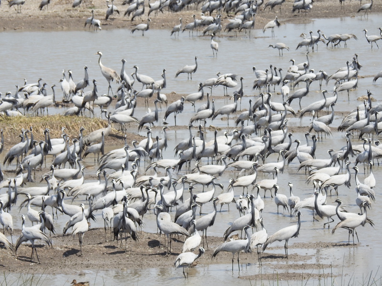 <div class="paragraphs"><p>Credit: BNHS Team</p></div>