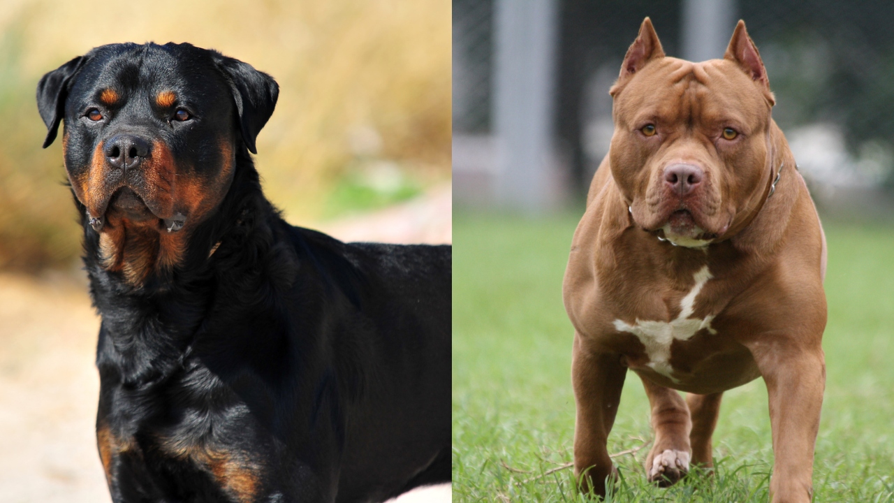Chennai Corporation halts new licences for Pit Bulls, Rottweilers after attacks
