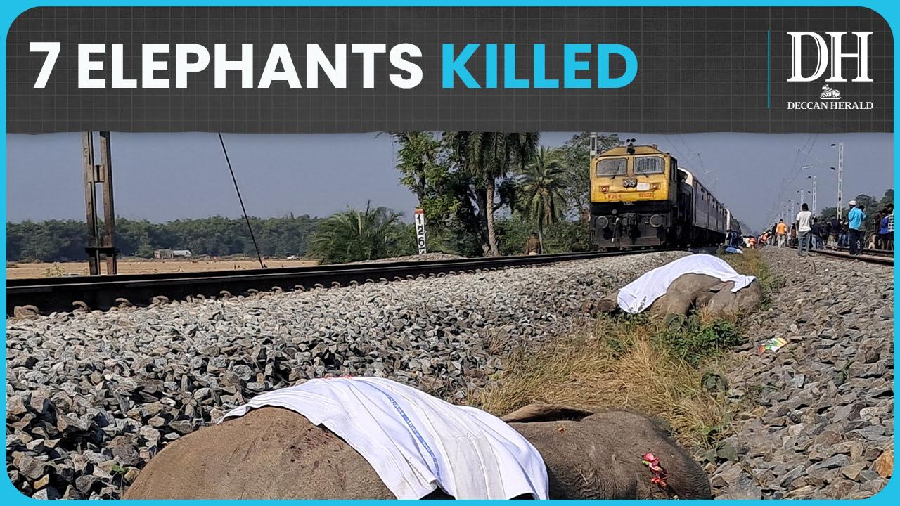7 elephants killed after collision with Rajdhani Express in Assam