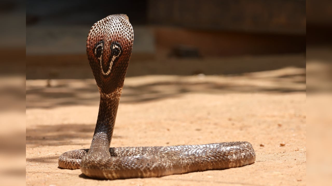 A cobra, and a krait: Two brothers use snakes to kill father in Tamil Nadu