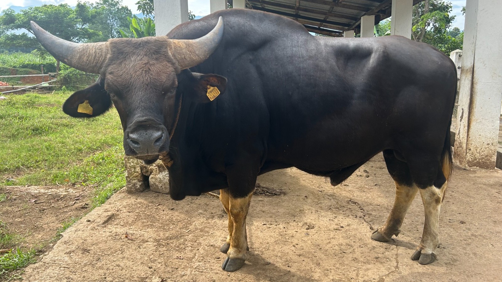 Nagaland's Nagami recognised as world's first mithun breed, set to boost conservation, breeding