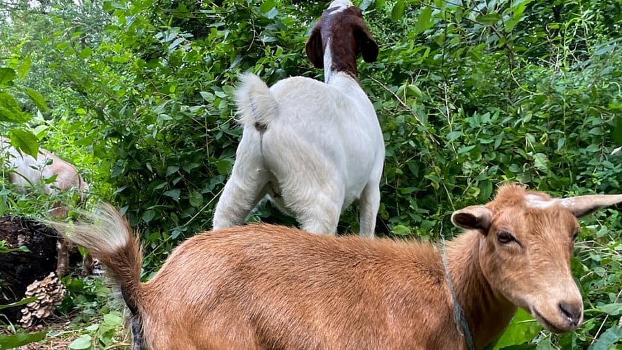 ‘Sheep and Goats are ATM of the Poor’, Centre Calls for Research-Driven Push ‘Sheep and Goats are ATM of the Poor’, Centre Calls for Research-Driven Push