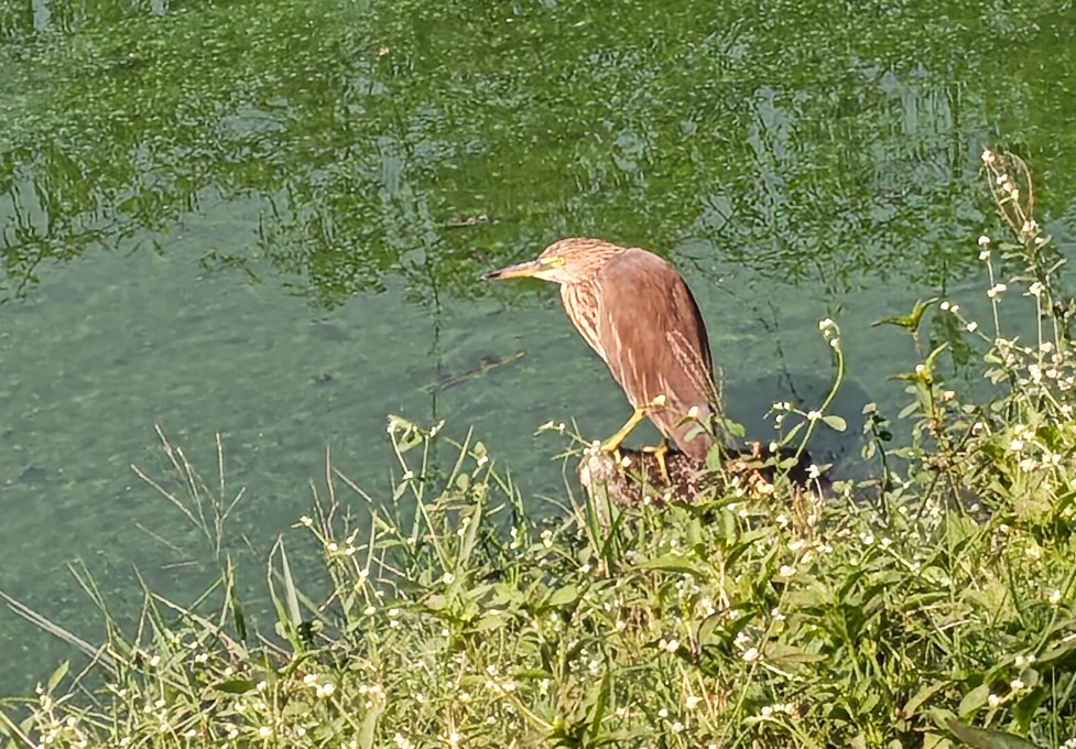 Motorola Edge 70's  photo sample with 10X.