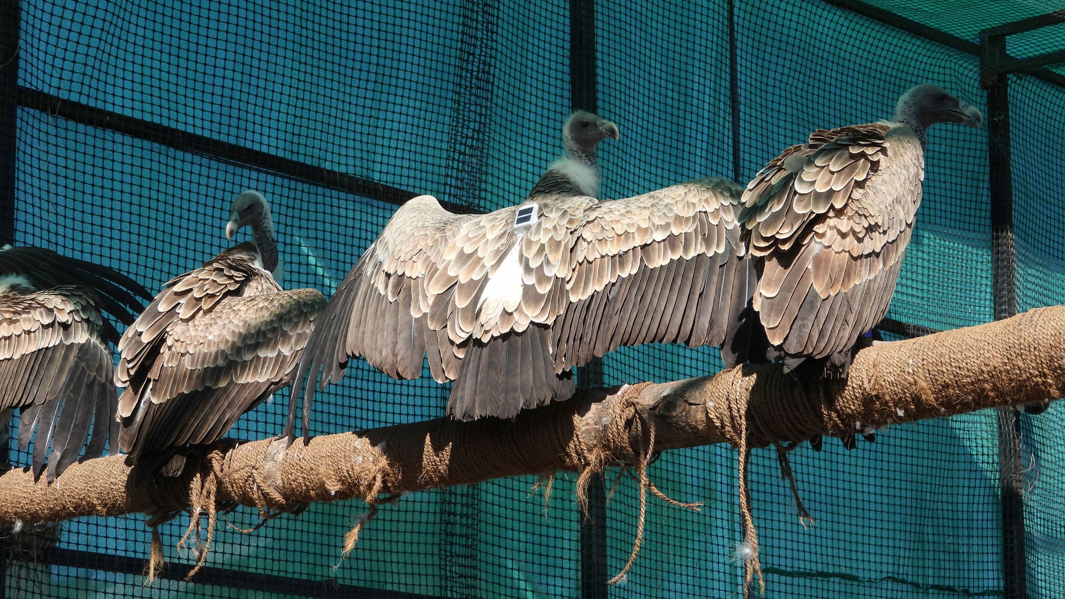 15 long-billed vultures tagged at Melghat Tiger Reserve by BNHS