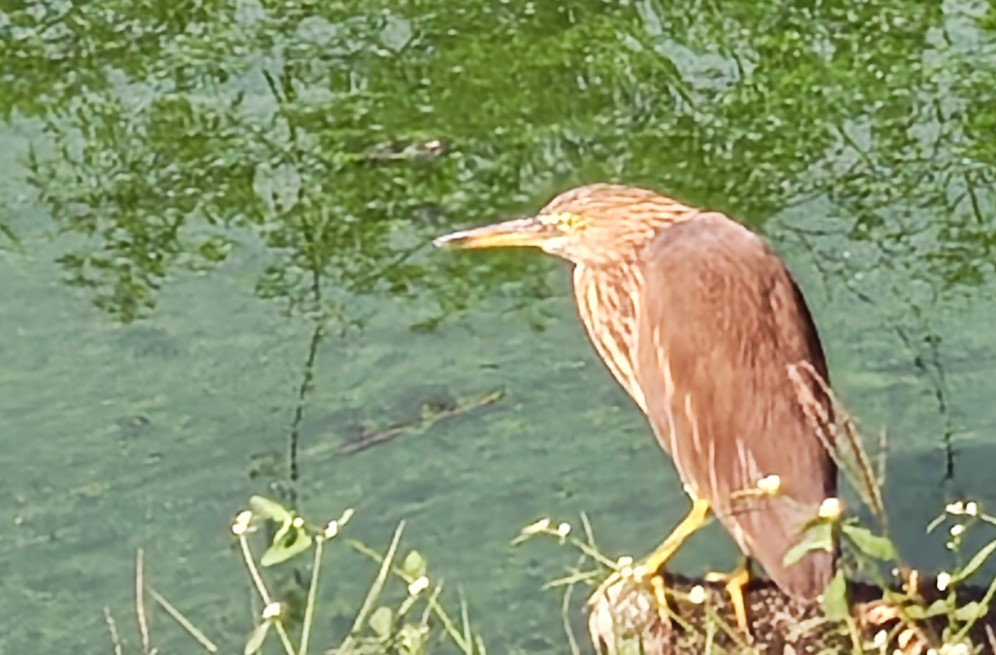 Motorola Edge 70's  photo sample with 20X.