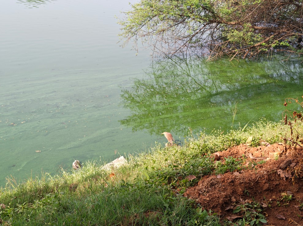 Motorola Edge 70's  photo sample with 1X.