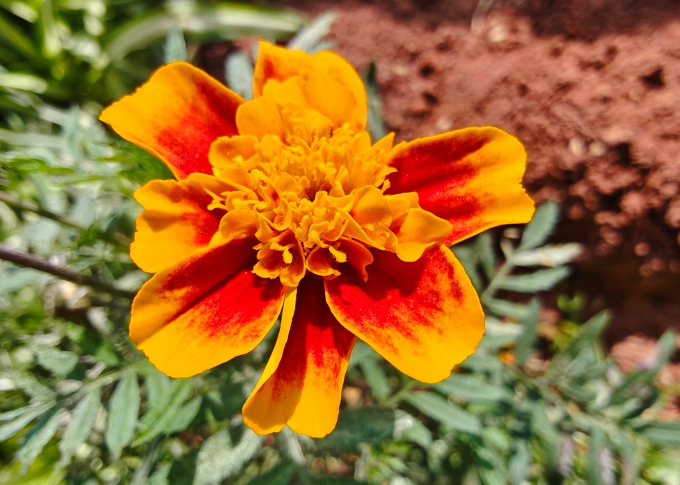 Motorola Edge 70's camera sample.