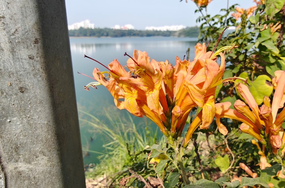 Motorola Edge 70's camera sample.