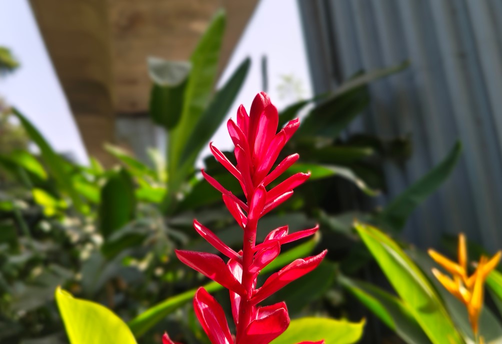 Motorola Edge 70's camera sample with Portrait mode.