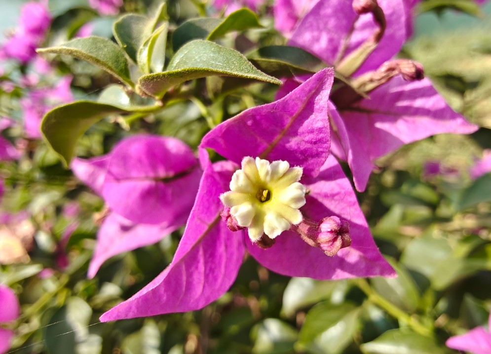 Motorola Edge 70's camera sample.