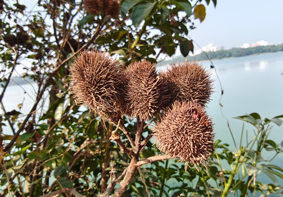 Motorola Edge 70's camera sample.