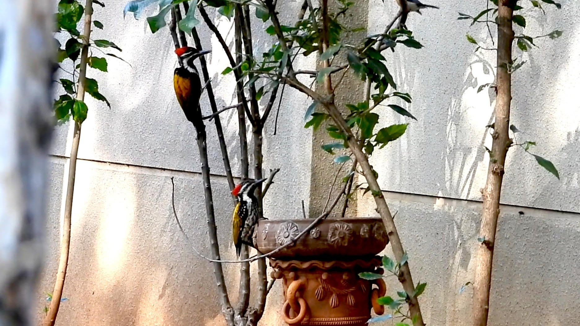 When Bengaluru's urban gardens turn into birding hotspots