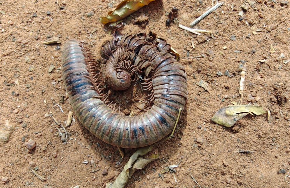 Motorola Edge 70's camera sample.