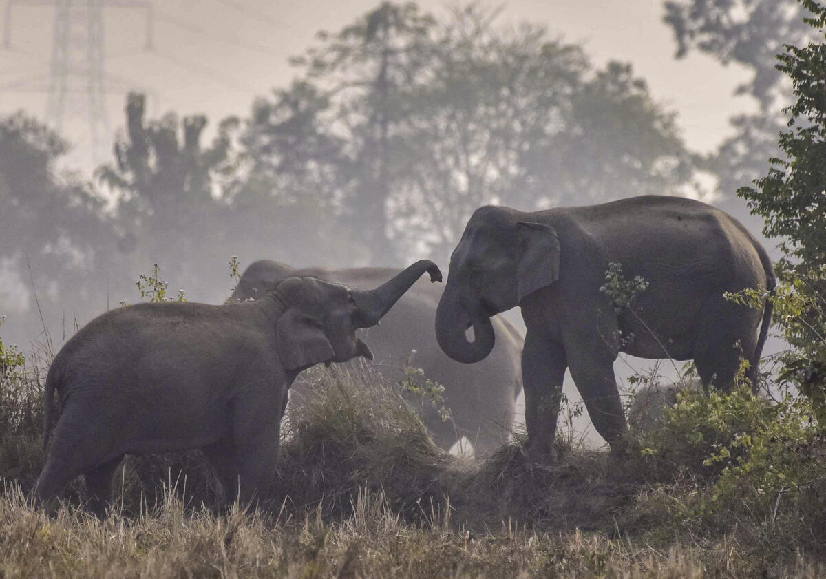 A pair of elephants at a village, in Nagaon district, Assam.