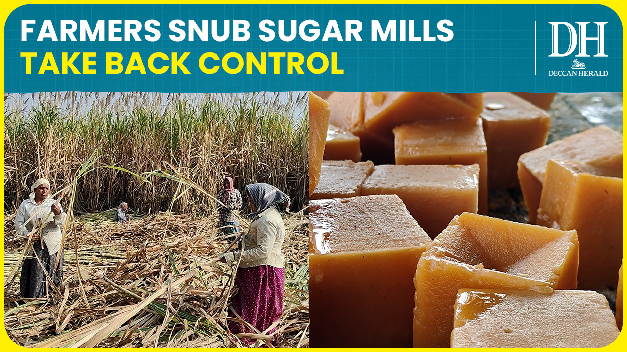 Karnataka sugarcane farmers snub sugar mills; turn to jaggery making in Haveri