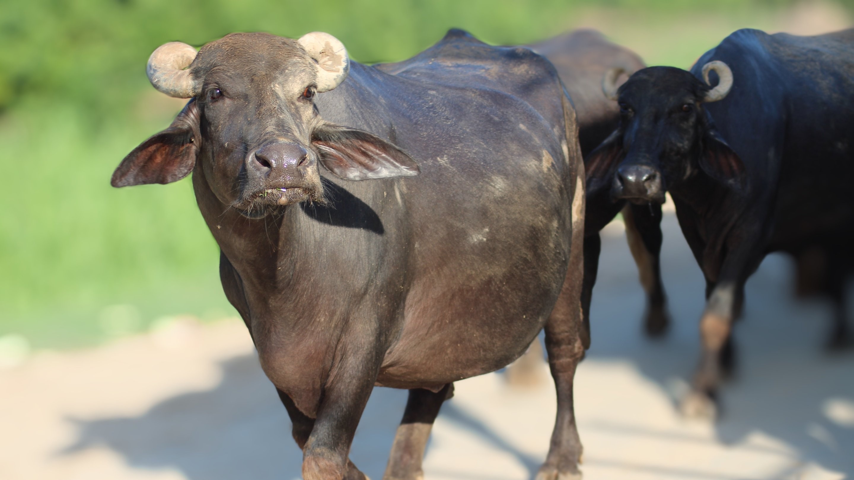 Sandeep Shetty’s buffaloes set new Negilu Senior record at Mangaluru's Kambala