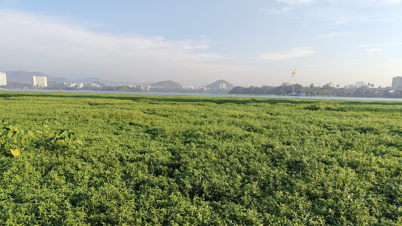 Environmental groups launch 'spot the lake' contest as Hyacinth returns to Powai lake in Mumbai