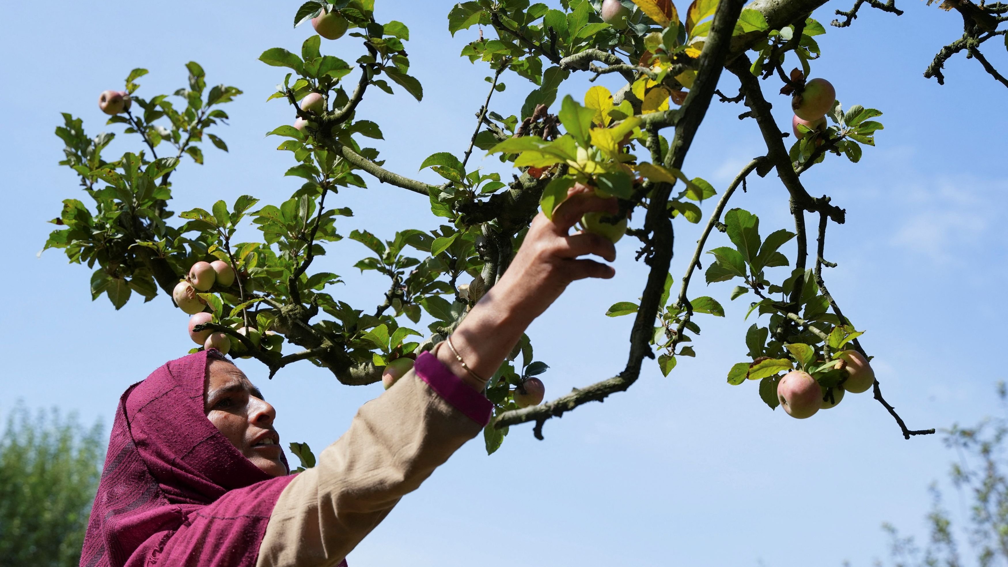 Kashmir apple orchard workers face health risks from pesticide exposure
