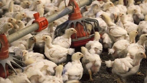 Kerala: Duck farmers in dire straits over back-to-back bird flu outbreaks