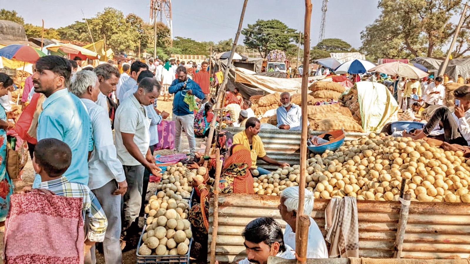A festival of wood apples at Karnataka's Godachi 