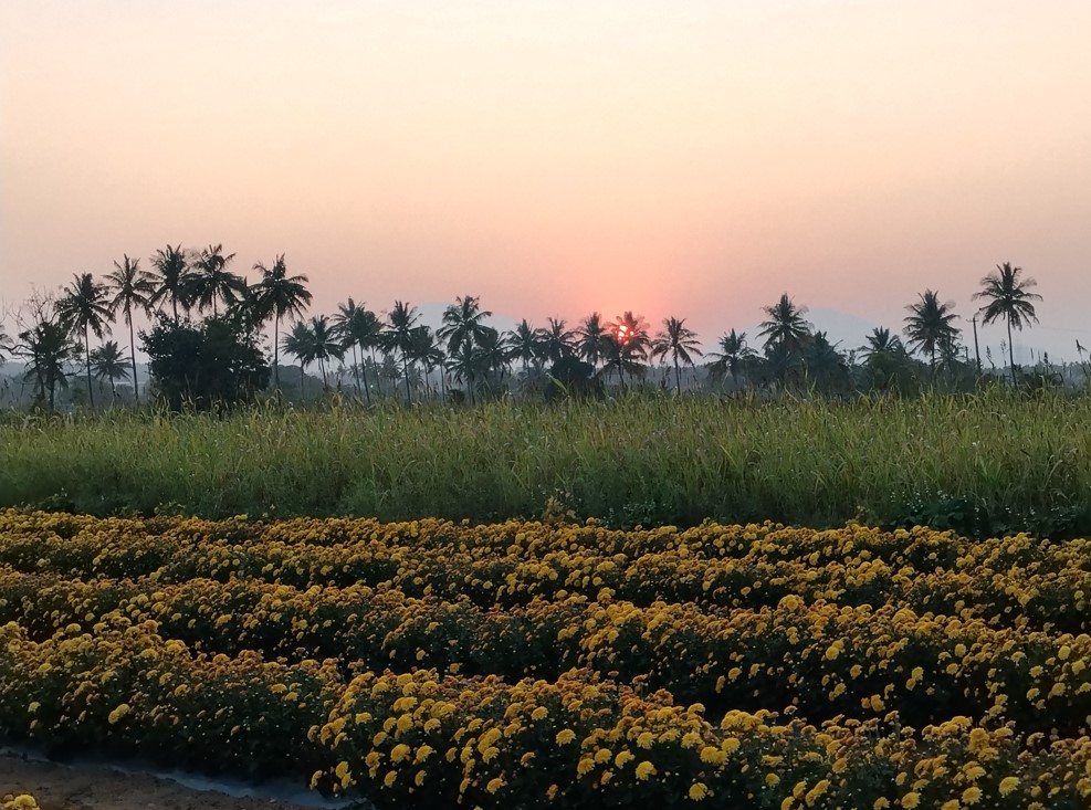 Poco M7 Plus' camera sample with 2X zoom.