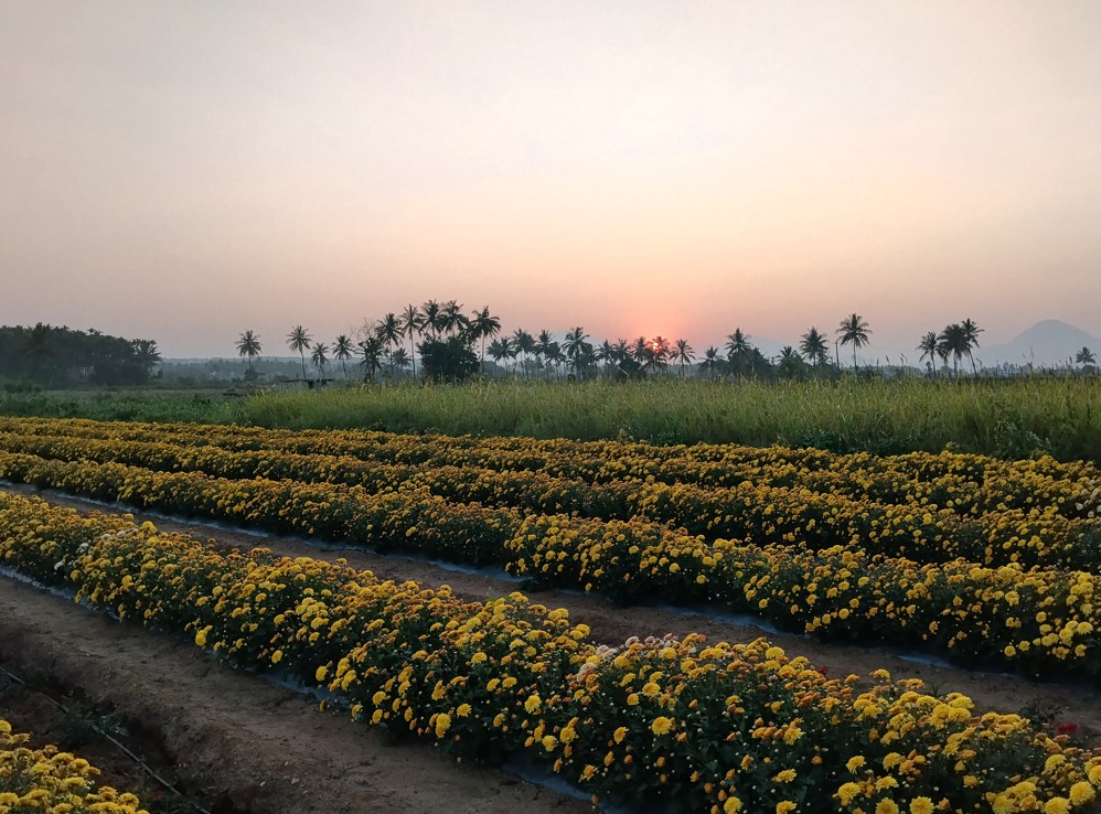 Poco M7 Plus' camera sample.