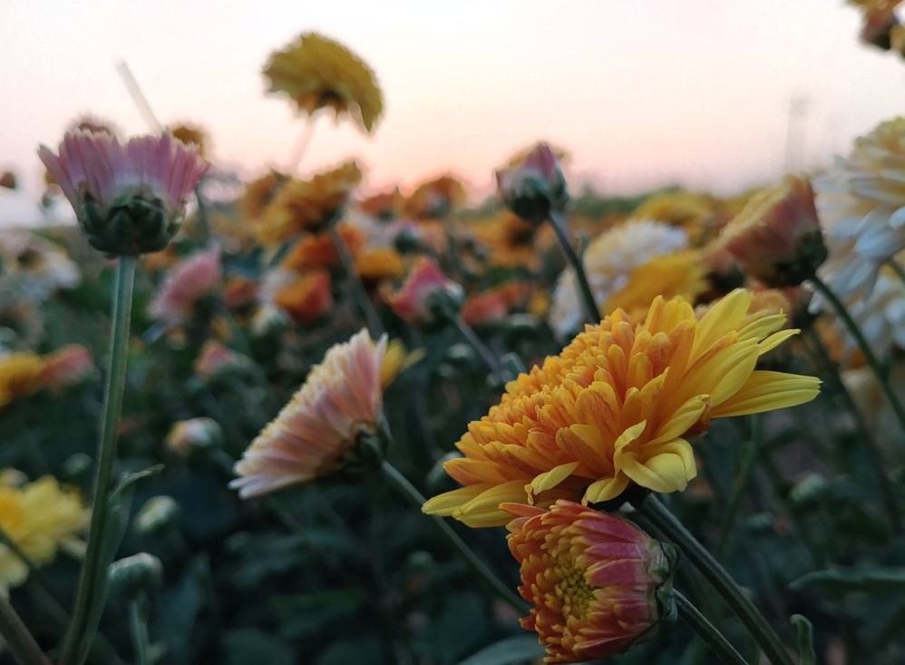 Poco M7 Plus' camera sample.