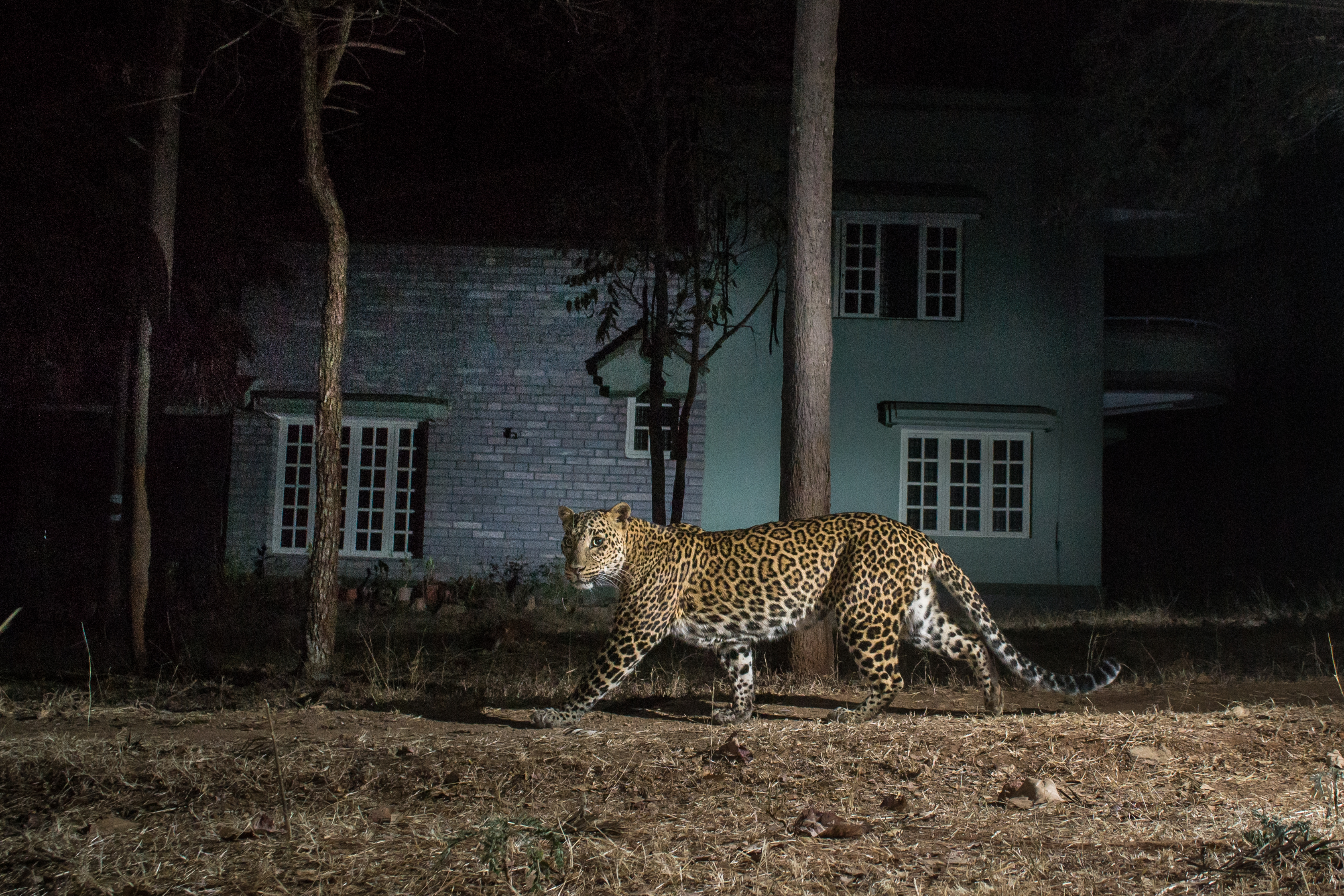 A camera trap image. Photos by Pruthvi B