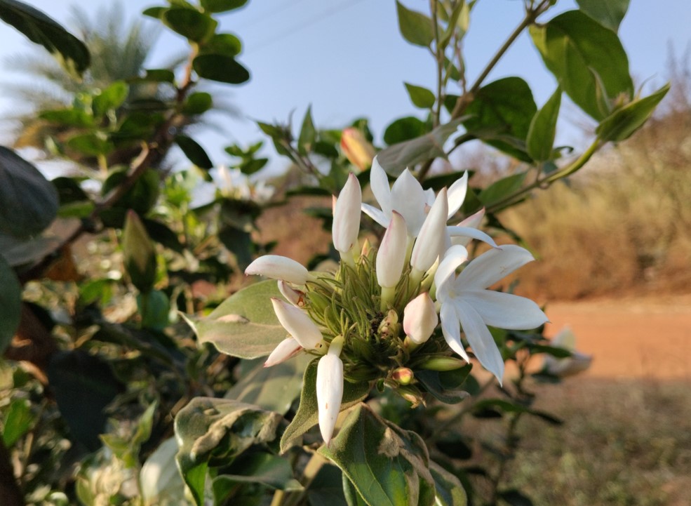 Poco M7 Plus' camera sample.