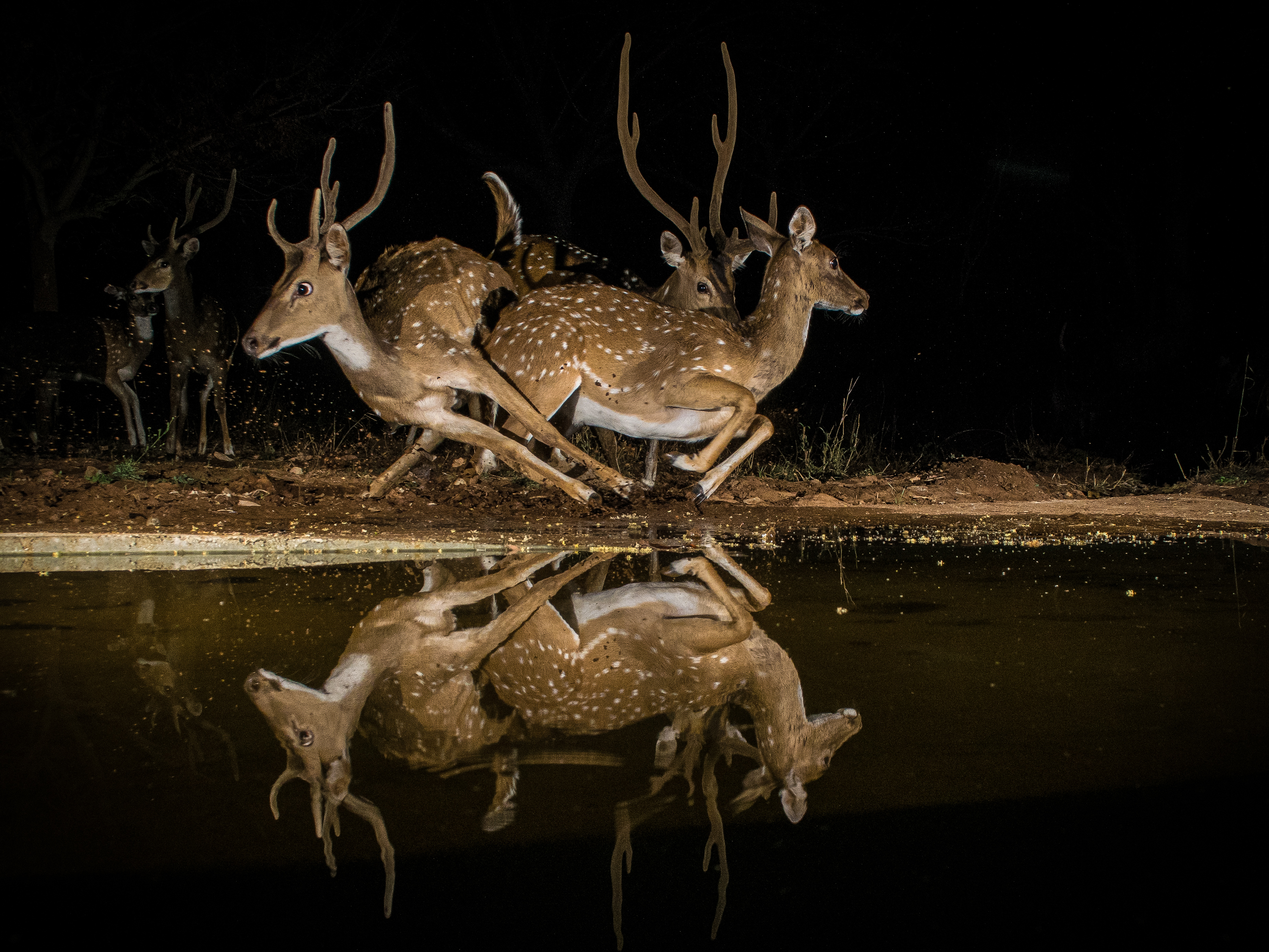 Spotted deers captured on a camera trap in Mysuru district. Photo by Pruthvi B