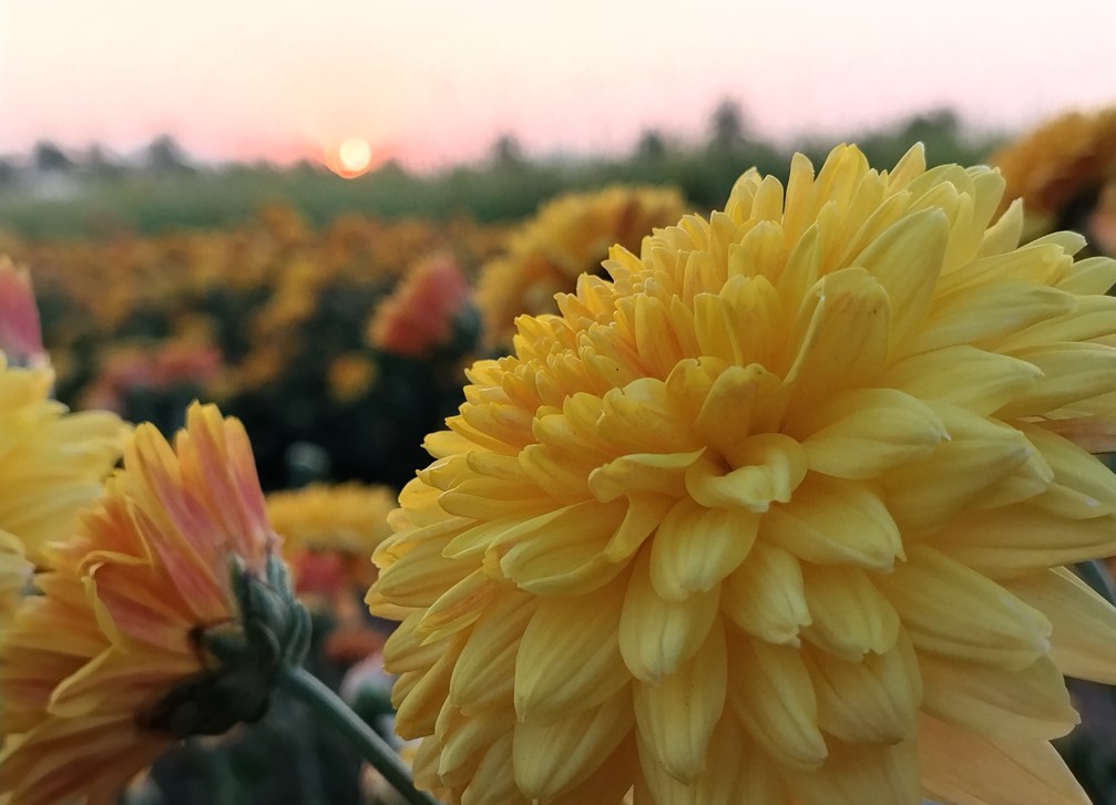 Poco M7 Plus' camera sample.