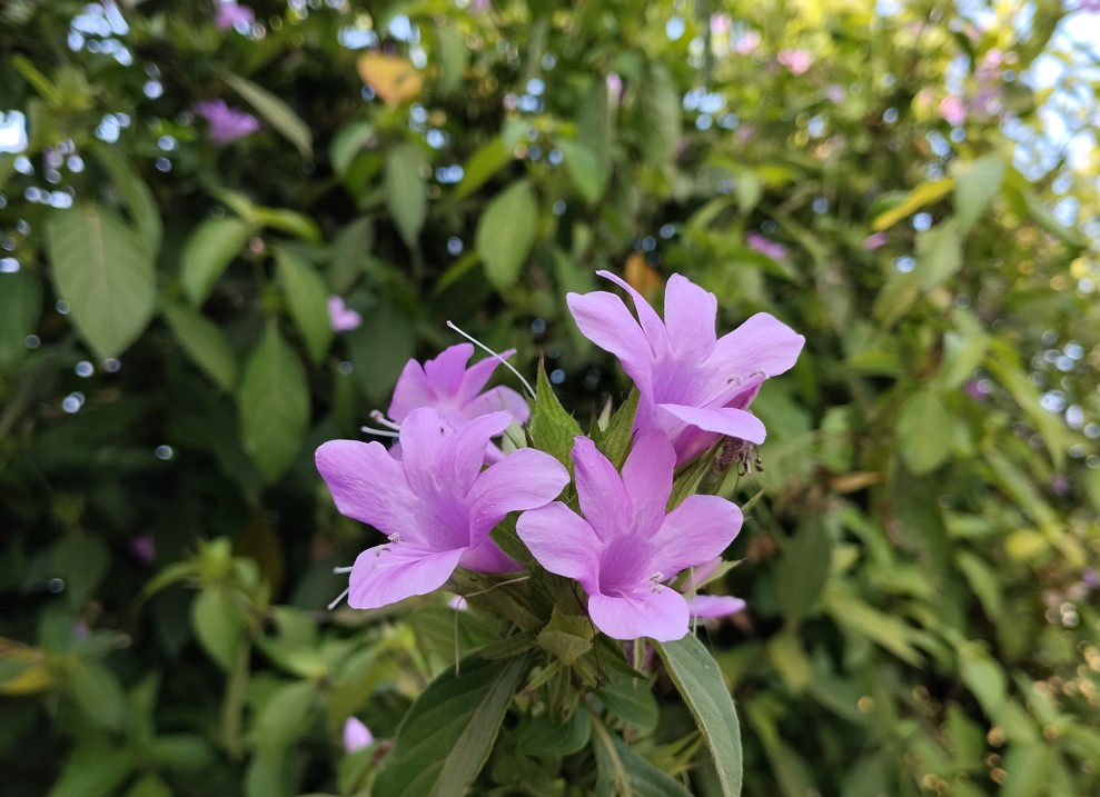 Poco M7 Plus' camera sample.