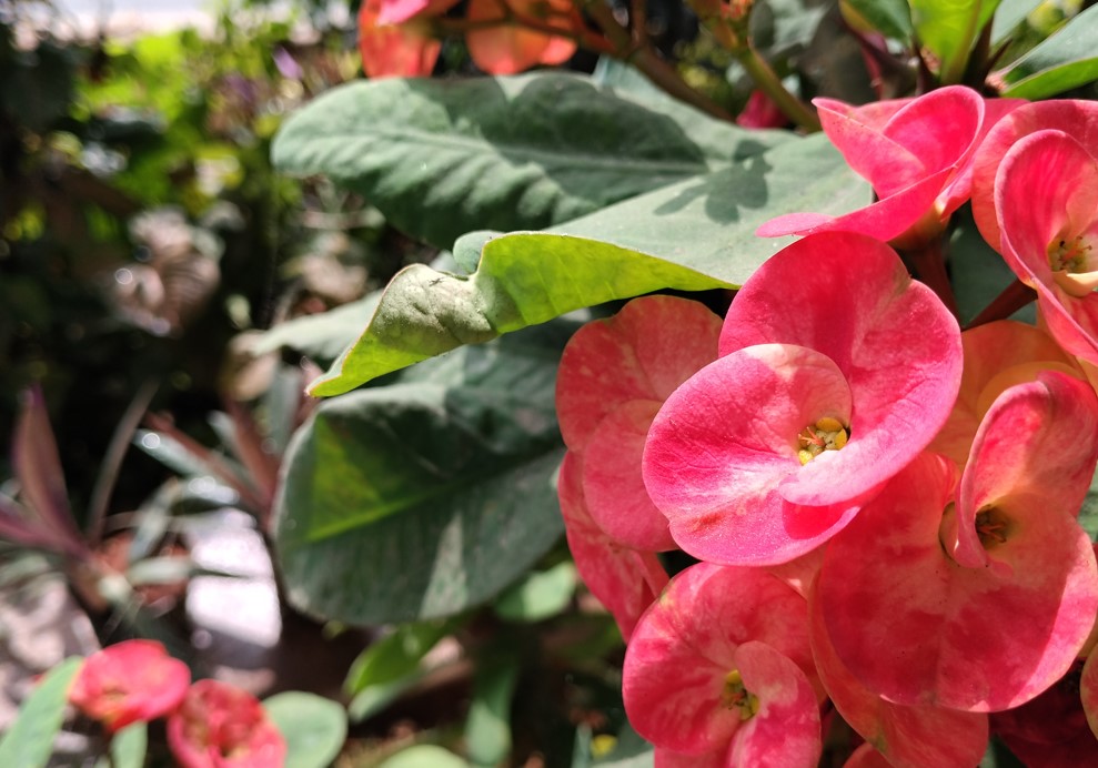 Poco M7 Plus' camera sample.