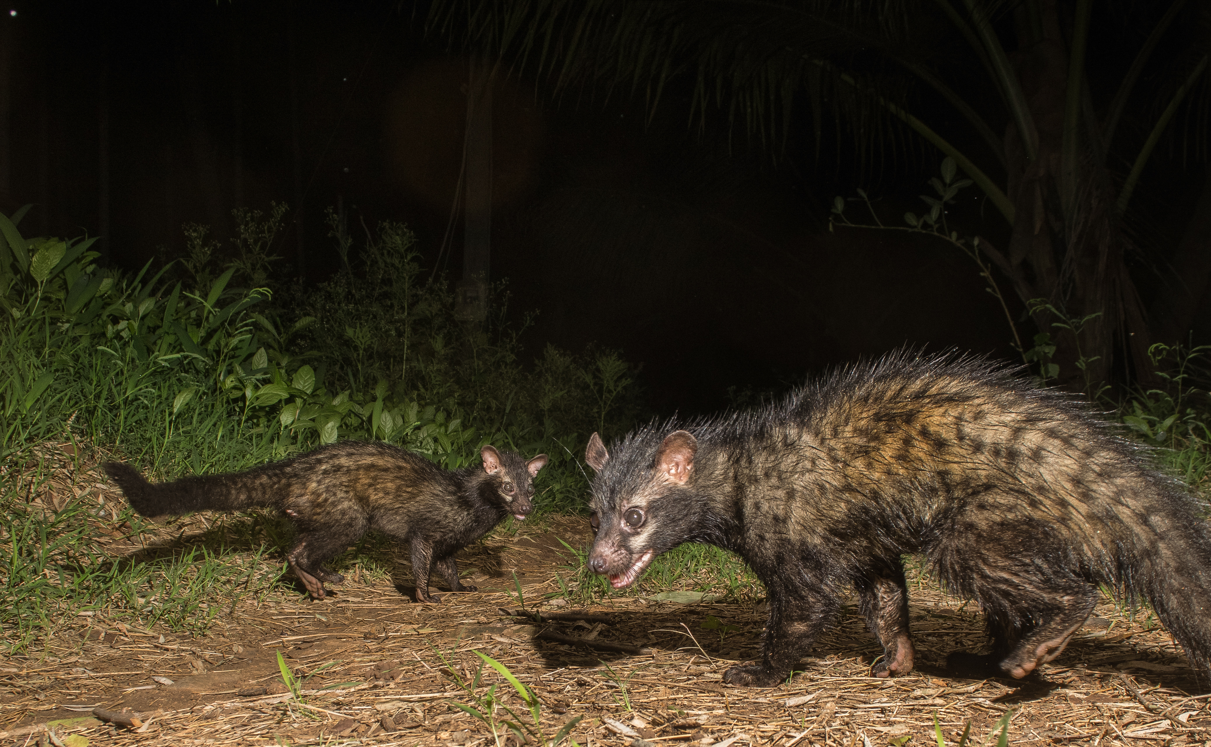 Camera trap image of Palm civet cats. Photos by Pruthvi B