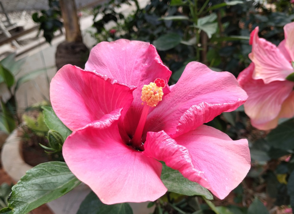 Poco M7 Plus' camera sample.