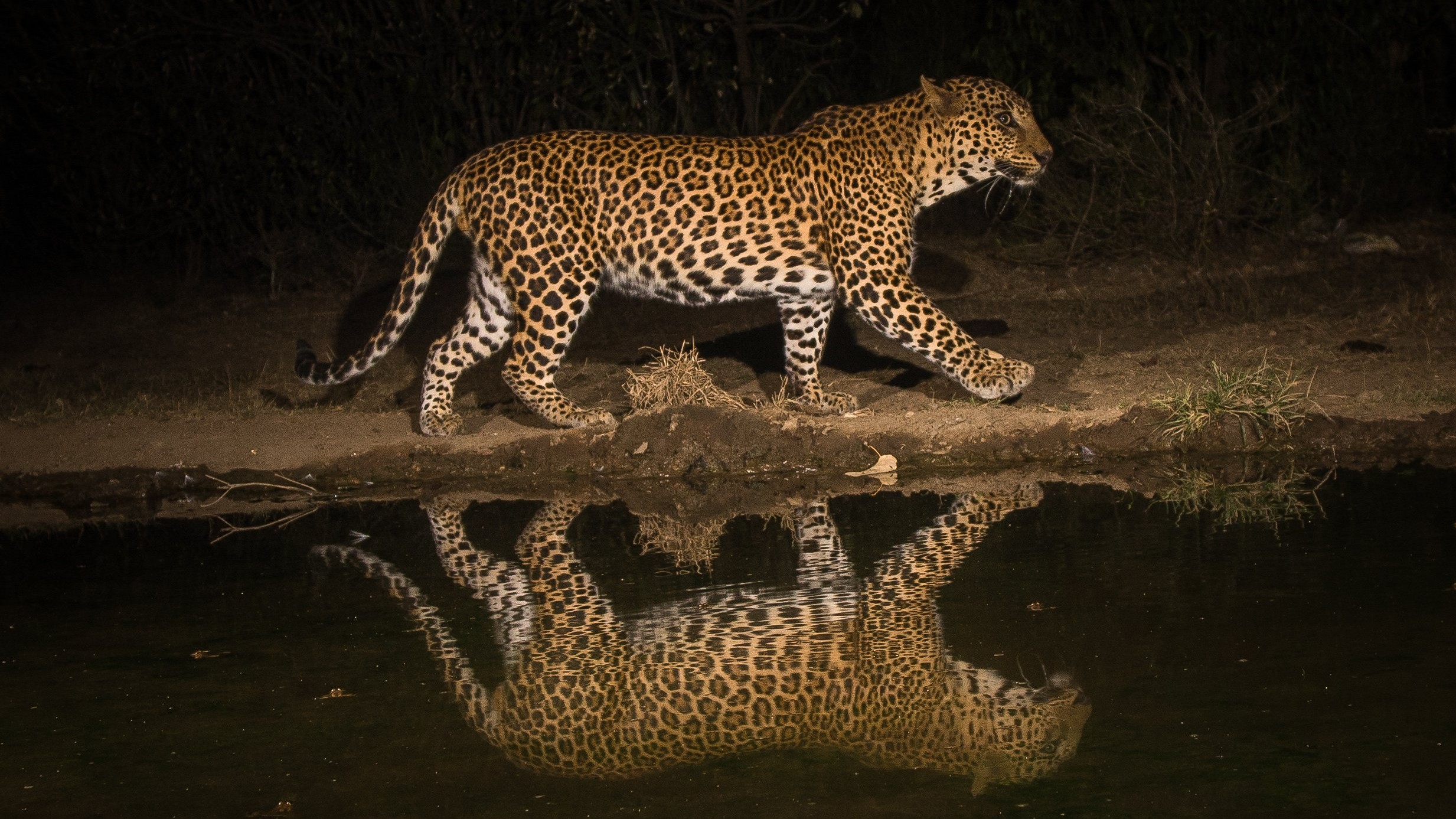 The art and science of camera trapping