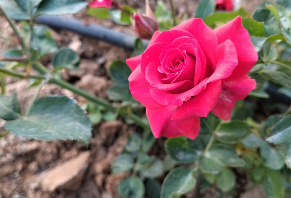 Poco M7 Plus' camera sample.