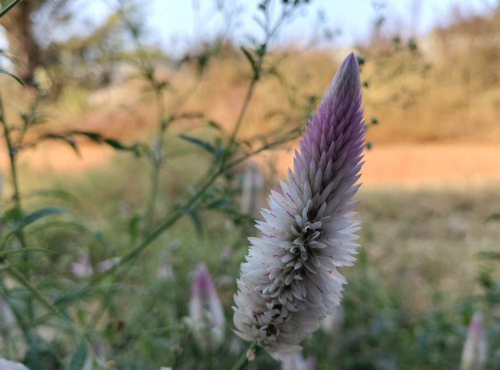 Poco M7 Plus' camera sample.