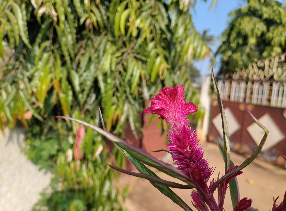 Poco M7 Plus' camera sample.