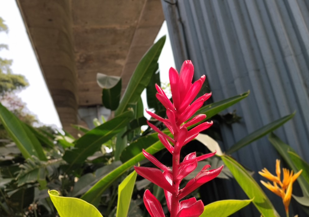 Poco M7 Plus' camera sample.