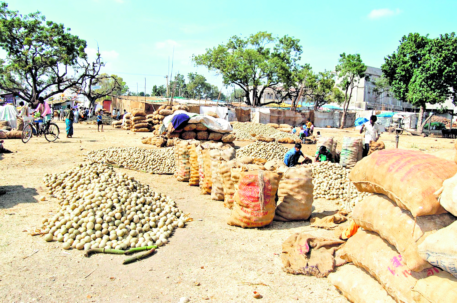 Traders dump bel fruits on the temple premises before the fair.
