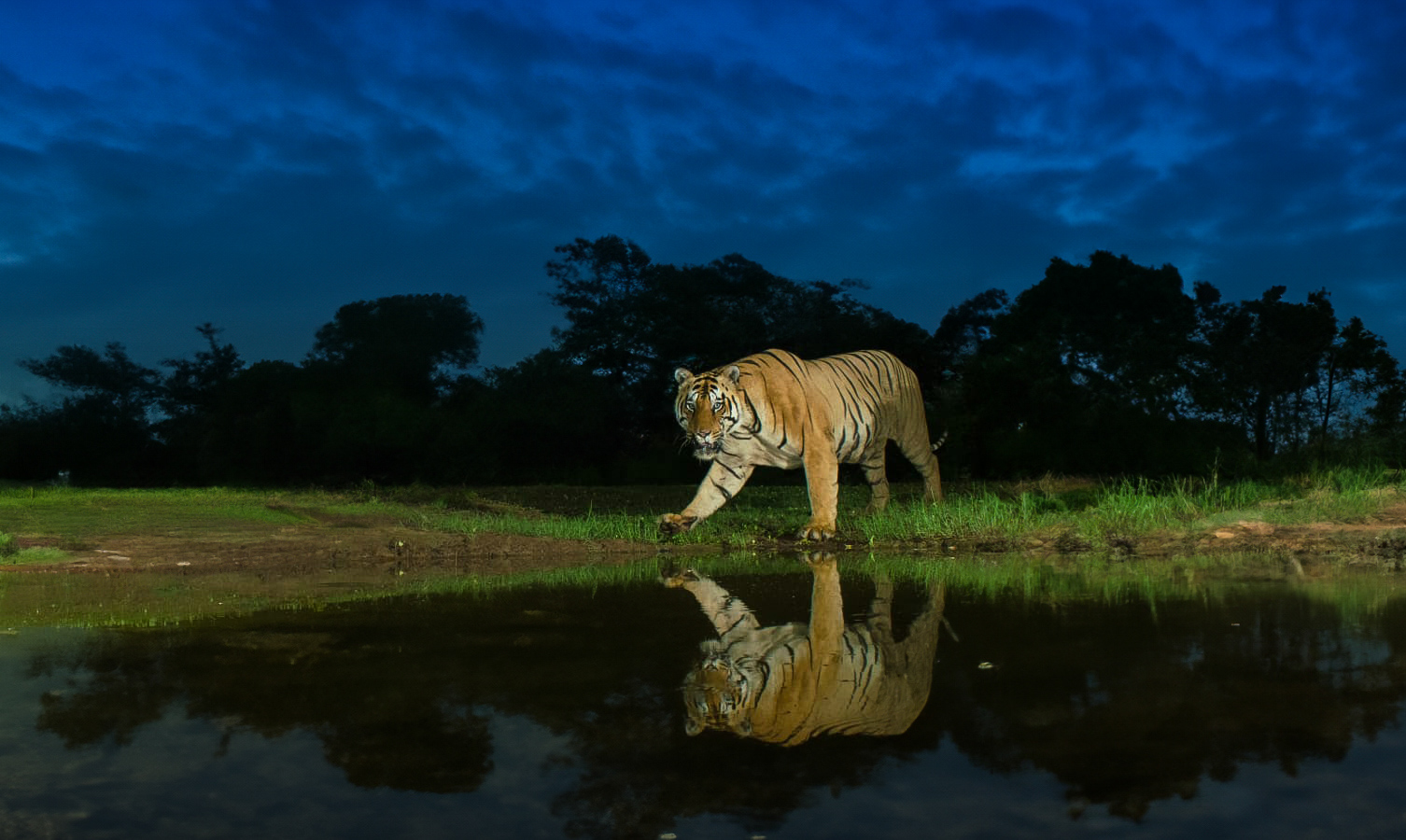 A camera trap image of a tiger in Tadoba. Photos by Pruthvi B