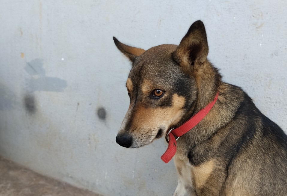 Poco M7 Plus' camera sample.