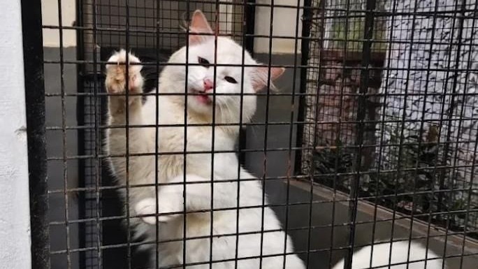 Pet boarding in Bengaluru: Demand on the rise for customised care