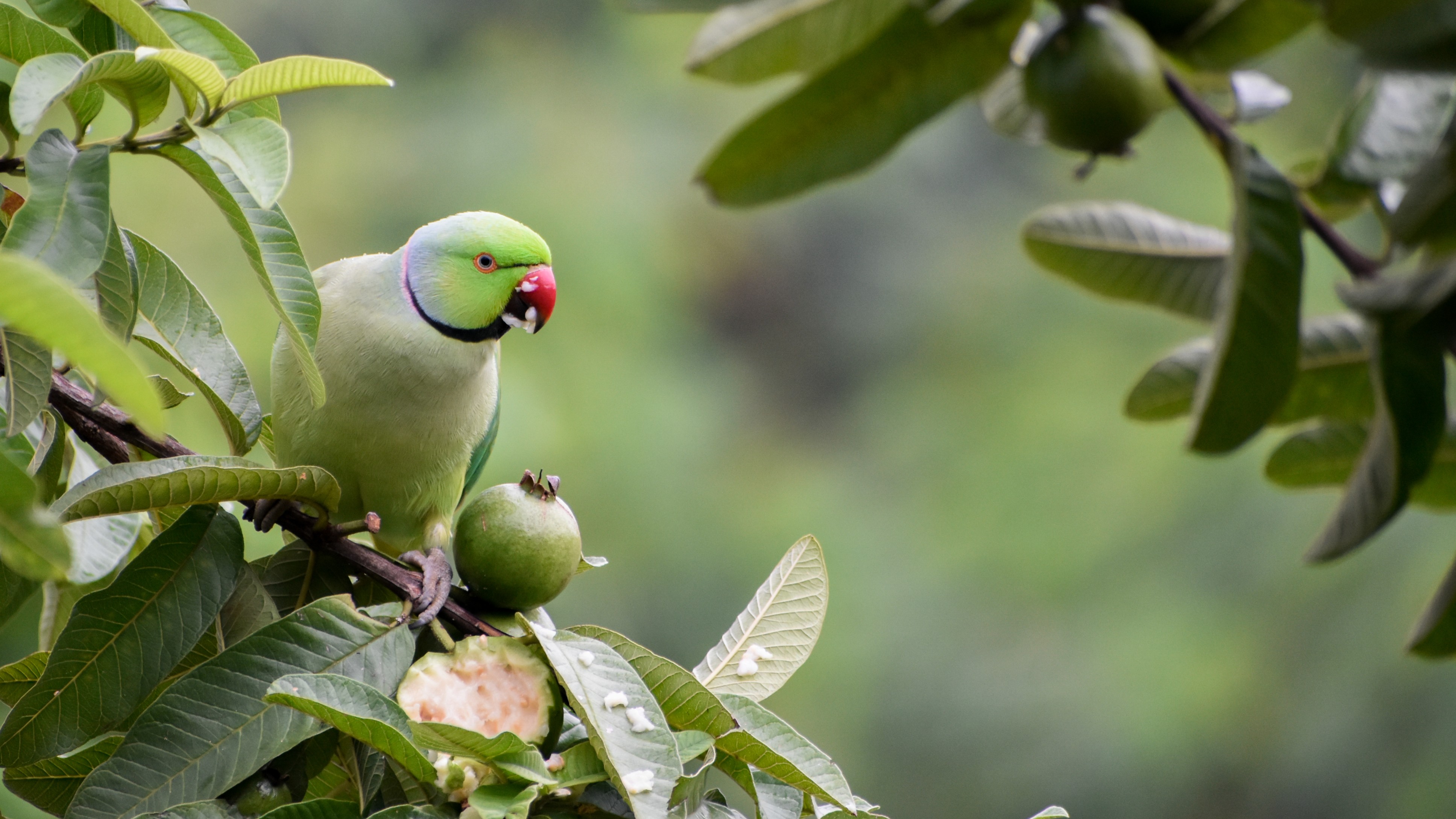 200 parrots die of food poisoning in MP's Khargone district