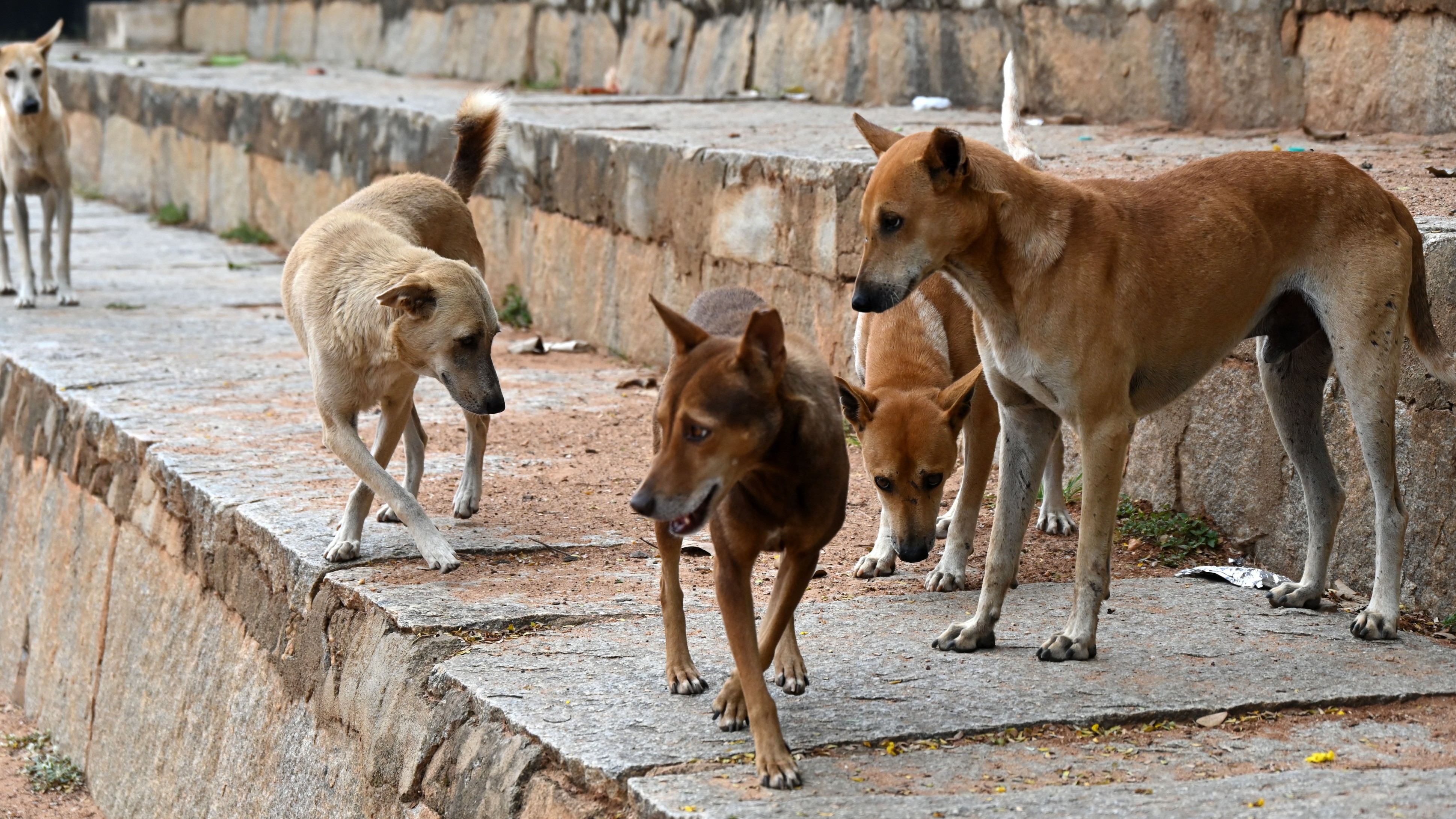 Delhi govt threatening AAP workers with FIRs over stray dog order claim: AAP