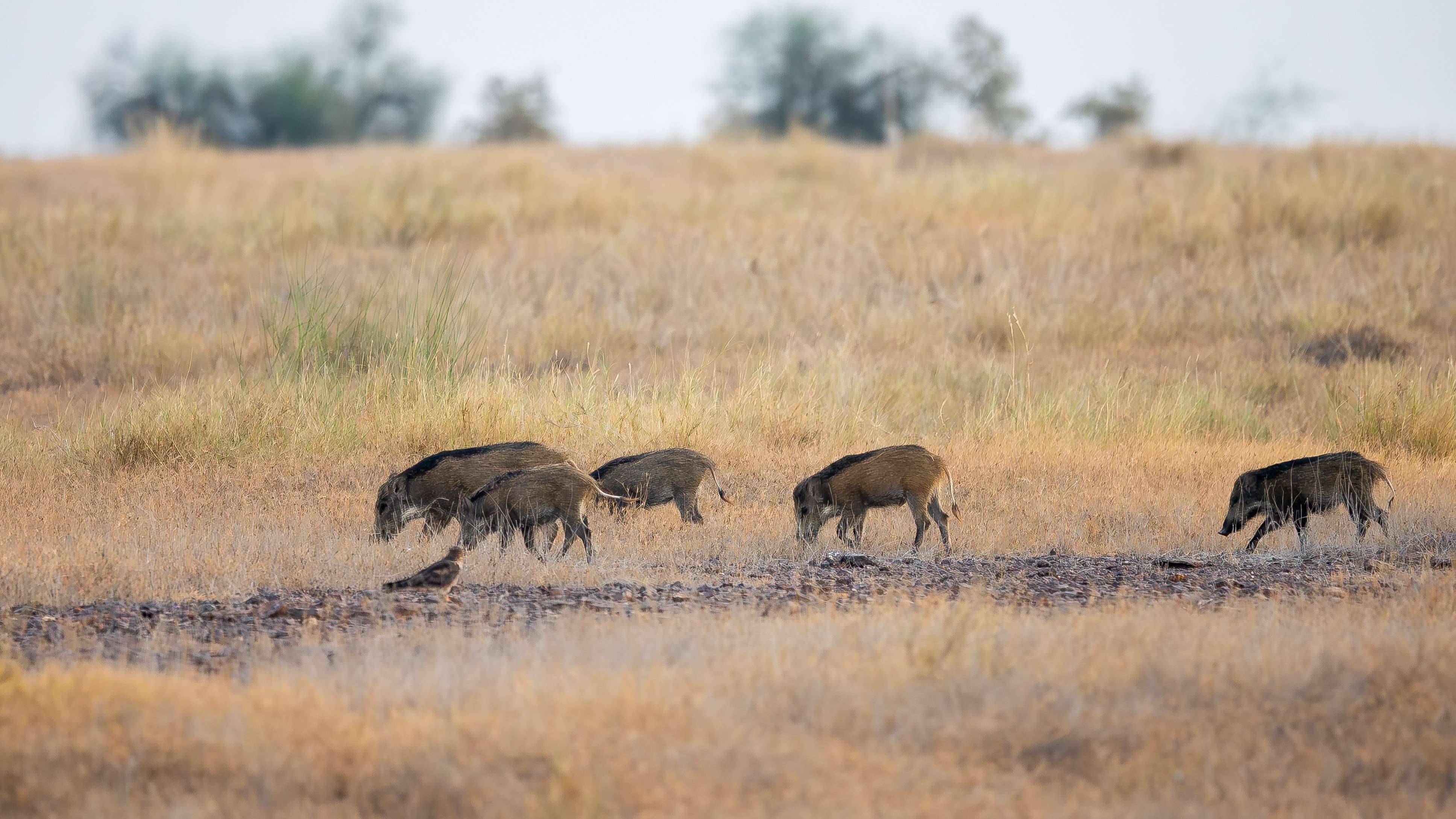 Now, invasive pigs emerge as threat for wildlife at Desert National Park in Jaisalmer