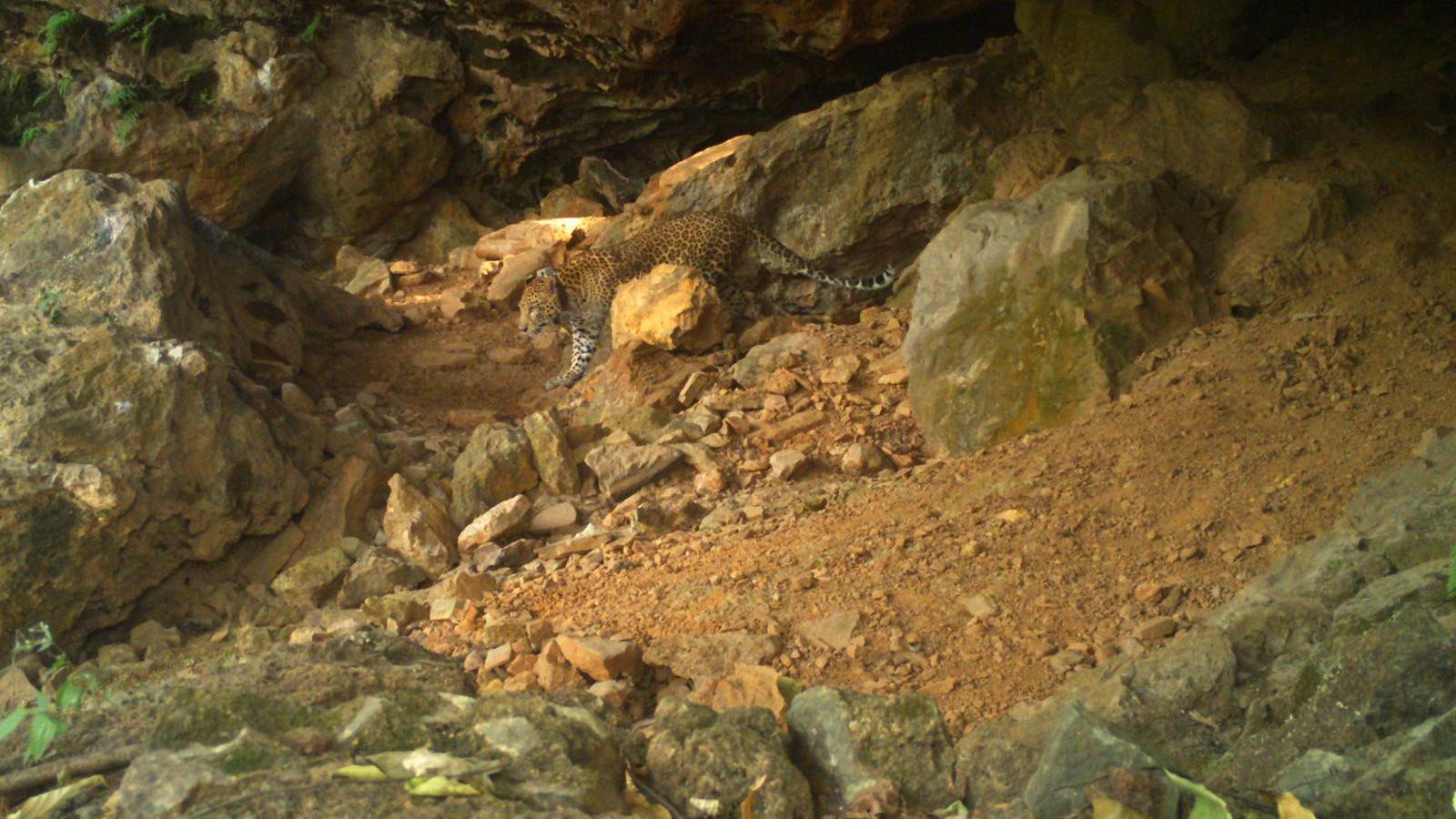 Leopard captured from Mumbai's suburbs being monitored by GPS